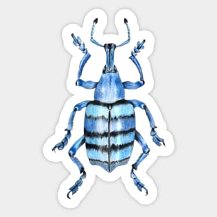 Weevil beetle Sticker